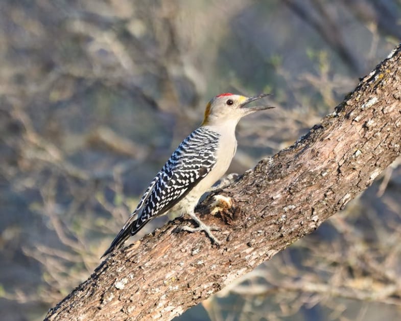 Vice President for Institutional Advancement – Laredo, Texas (US) job with Texas A&M International University | 37933252